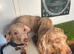 REDUCED LAST 3 TO GO very small miniature dachshund