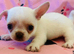 Tiny Chihuahua cross chinese crested puppies