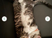 2 lovely kittens needing forever home.