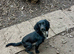 Beautiful Black & Blue roan Sprocker Bitch