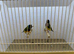 Pair of Gouldian Finches For Sale