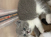 Beautiful BSH .. Rainbow of colour excellent pedigree