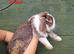 Genuine mini lop breeding trio or pets- 2girl 1boy