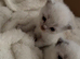 X Breed Ragdoll Kittens for sale
