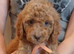 Red cockapoo