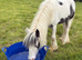 Rhubarb the piebald cob colt