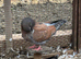 King Pigeons for Sale in Harlow