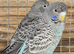 Budgies for sale