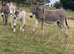 Donkey mare
