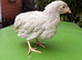 Lavender Leghorn Growers (Unsexed)