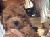 Little boy cavapoo