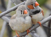 Stunning pair of zebra finches
