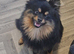 Tiny beautiful pomeranian stud