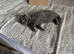 British blue shorthair kittens