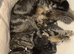 Beautiful kittens for reservation!