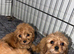 Cavapoo puppies
