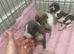 Beautiful pedigree whippet puppies