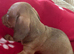 Miniature kc Dachshund