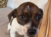 Jack russel puppies