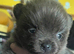 Pomeranian puppies,