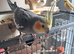 Male cockatiel