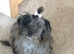 Long haired miniature dachshund