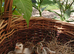Guinea fowl keets