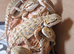 Baby bearded dragons