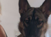 7 Month Old German Shepherd x Husky