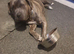 Max 30 month old cane corso