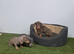 Miniature dachshund
