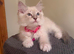 Female Blue Point Ragdolls, ready now
