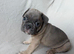 KC Registered French Bulldog Boys Ready Now