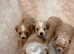 4 outstanding toy shihpoos