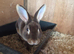 Beautiful Mini Rex Baby Bunnies – 4 Stunning Babies – Ready 1st August