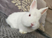Two baby netherland dwarfs