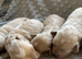 Maltipoo Puppies