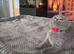 Scottish Fold x British Shorthair Kittens Looking for Their Forever Homes