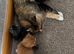 Pedigree Maine coon kitten - LAST GIRL READY now Reduced