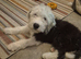 Old English Sheepdog pup.