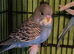 Baby budgies
