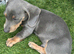 Miniature dachshund puppies