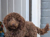 Cockapoo Chocolate F2 health tested