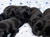 Beautiful borador puppies