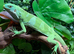 Fiji Island Iguana at Birmingham Reptiles