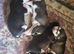 Malxhuskie pups