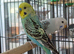 Pair of young budgies