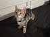 6 kittens 3 males 3 females available