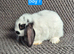 Mini Lion Lop Bunnies