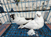 Polish Pigeons for Sale